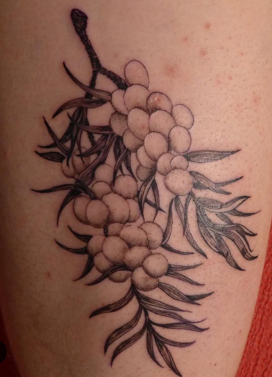 tatouage d'une branche dans un style gravure léger et doux. les fruits et les feuilles semblent briller au soleil